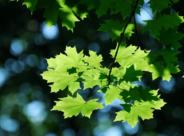 stock image Maple leaves