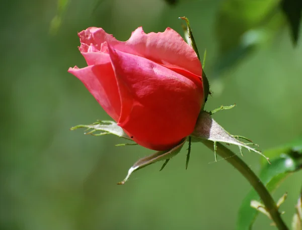 stock image Red rose