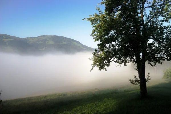 Baum im Nebel — Stockfoto