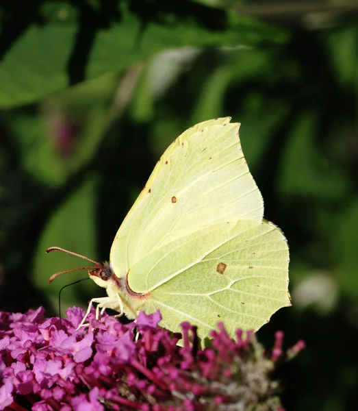 stock image Butterfly