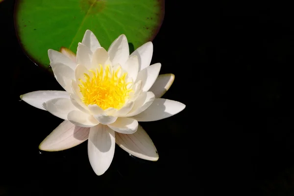 stock image Water lily