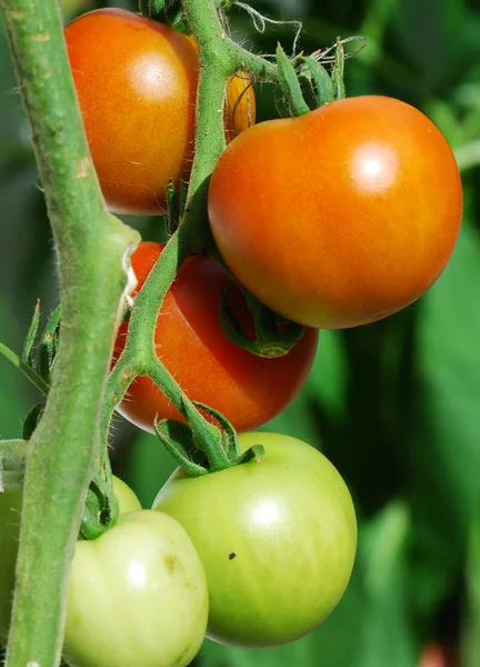 stock image Tomatoes