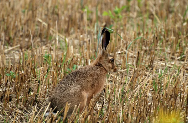 Hare — Stock Photo, Image