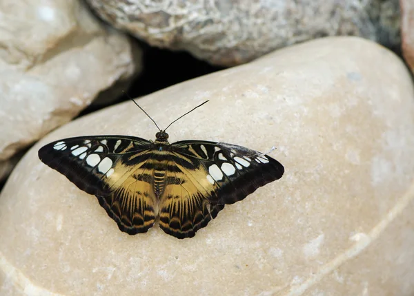 stock image Butterfly