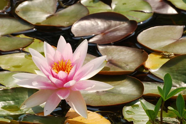 Lirio de agua — Foto de Stock