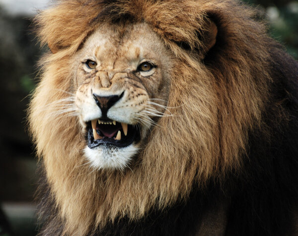 Portrait of a male lion.
