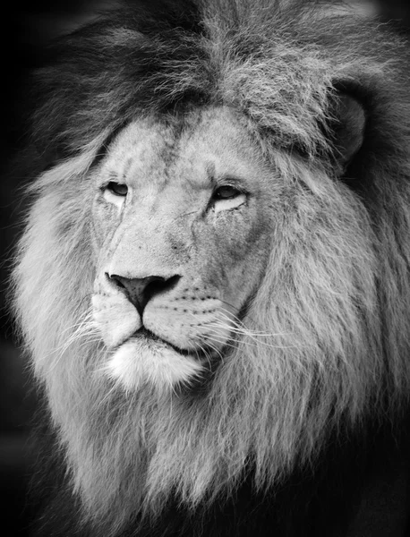 Lion — Photo