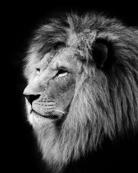 Λιοντάρι — Φωτογραφία Αρχείου