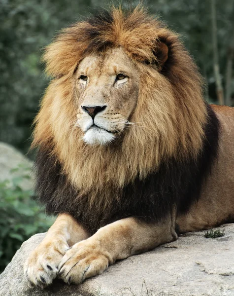 Leão — Fotografia de Stock