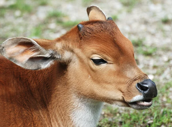 วัวทารก — ภาพถ่ายสต็อก