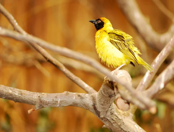 노란 새 — 스톡 사진