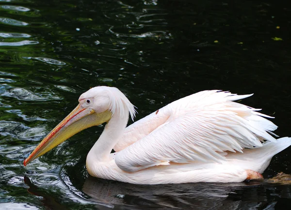 stock image Pelican