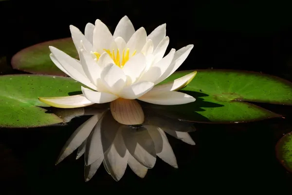 Flor de loto blanco — Foto de Stock