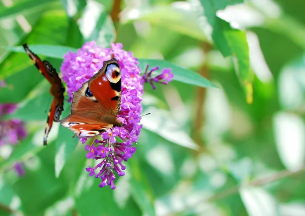 Peacock butterflies — Stock Photo, Image