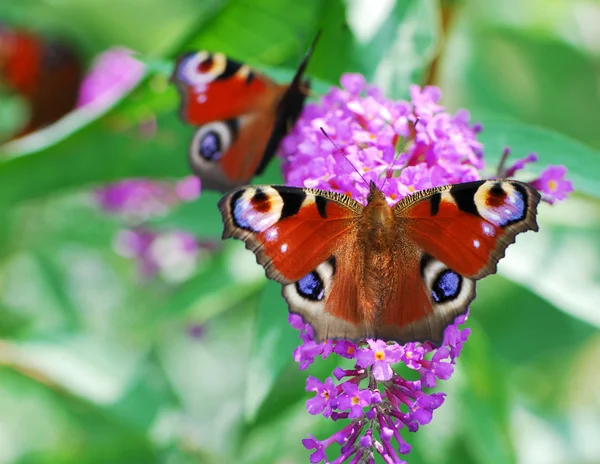 Pavão borboletas — Fotografia de Stock