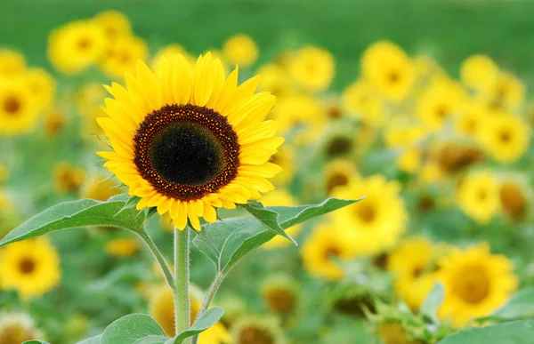 Stock image Sunflower