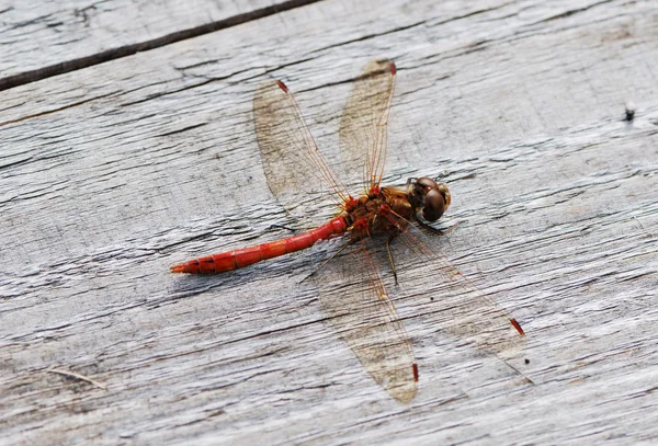 stock image Dragonfly