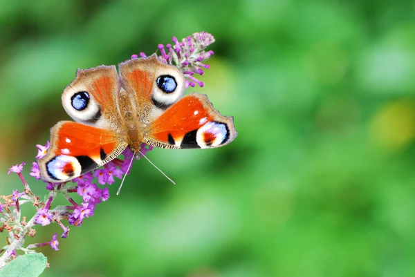 Paw motyl — Zdjęcie stockowe