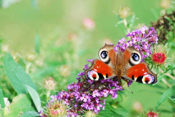 Paw motyl — Zdjęcie stockowe