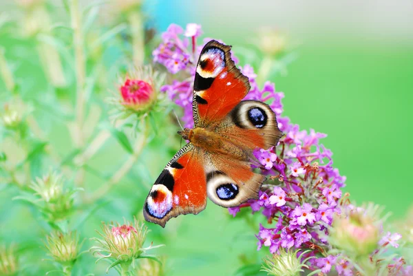 Peacock butterfly — Stock Photo, Image