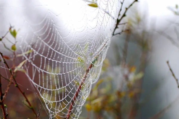 Teia de aranha — Fotografia de Stock