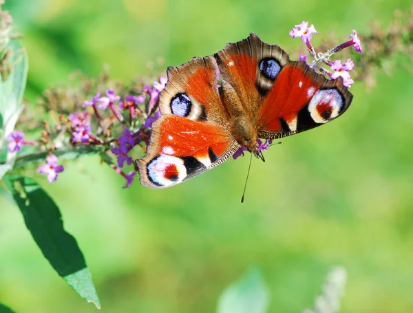 Peacock vlinder — Stockfoto