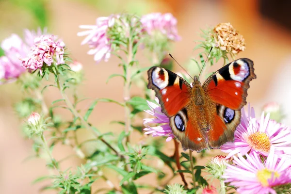 Peacock butterfly — Stock Photo, Image