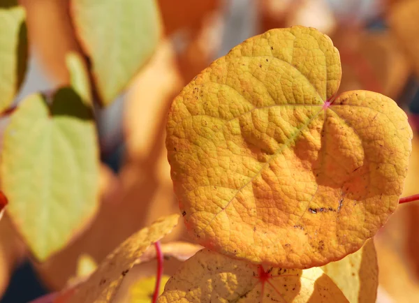 stock image Leaves