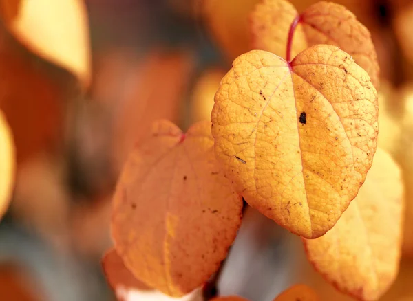 stock image Autumn scenic with yellow leaves.