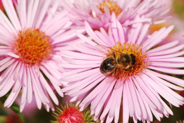 Pszczoła siedzi w aster różowe kwiaty. — Zdjęcie stockowe