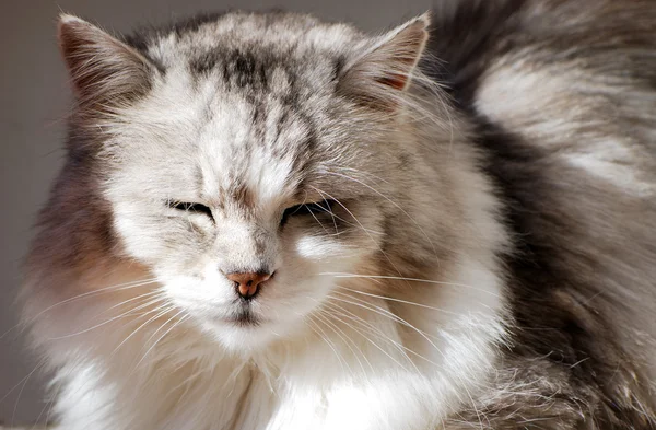 ペルシャ猫 — ストック写真