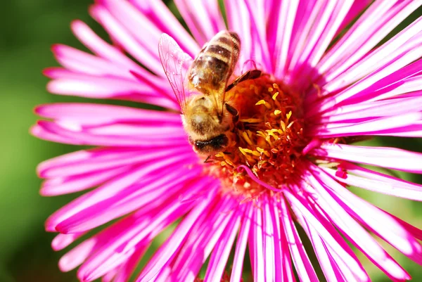 Бджола сидить у рожевих квітках айстр . — стокове фото