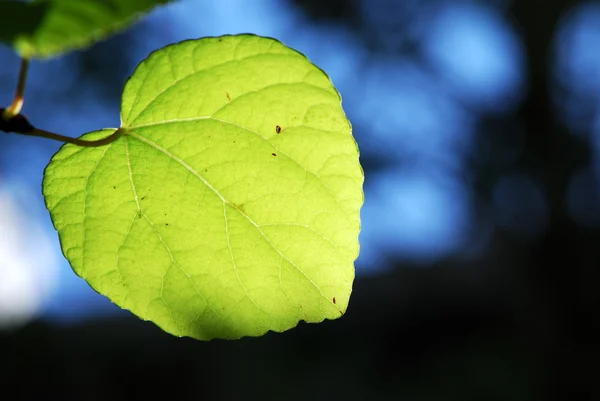 stock image Leaf