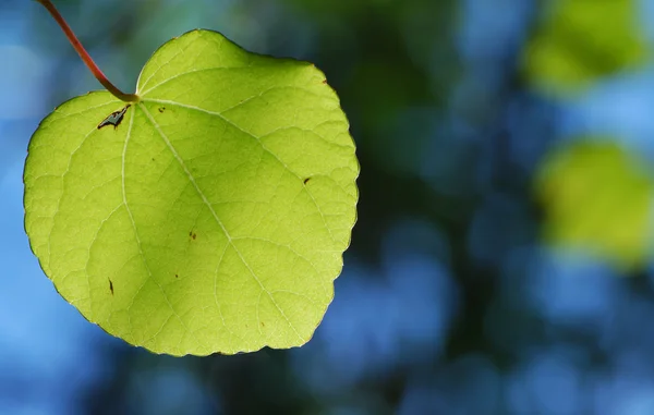 stock image Leaf