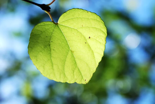 stock image Leaf