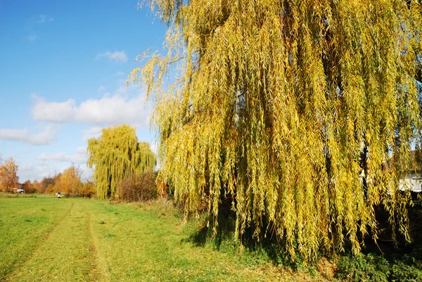 Weeping Willow — Stock Photo, Image