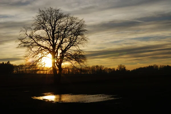 Árbol en la puesta del sol — Foto de Stock