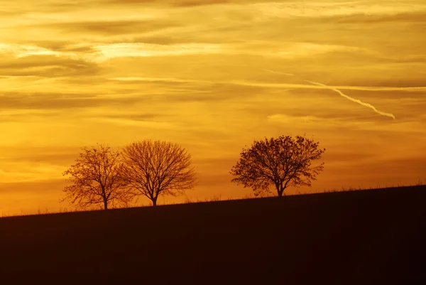 Üç yalnız ağaçlar — Stok fotoğraf