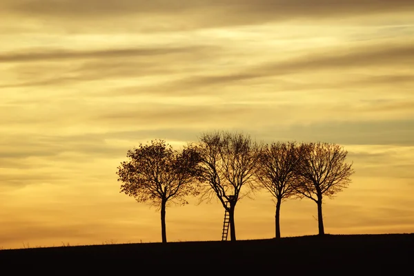 Três árvores solitárias — Fotografia de Stock