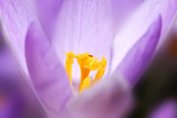 Цветок крокуса — стоковое фото