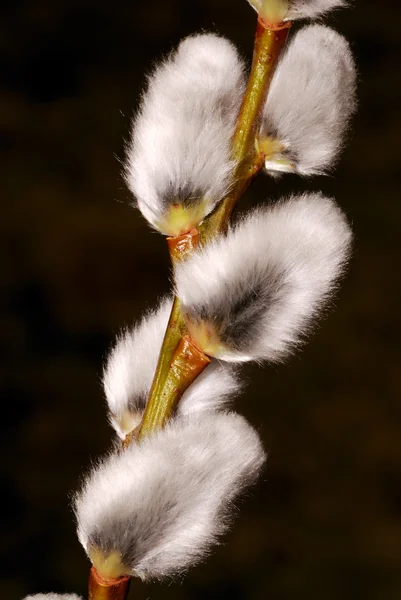 stock image Pussy willow