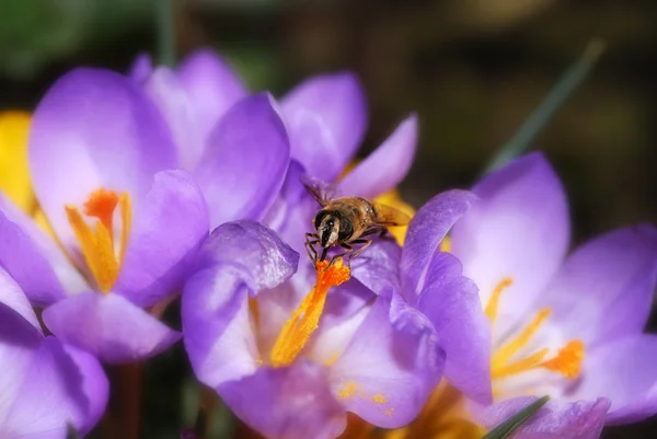 Bee and crocus flower — Stock Photo, Image