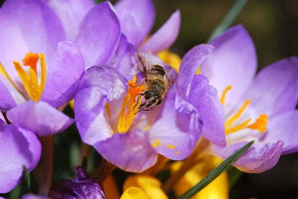 Bee and crocus flower — Stock Photo, Image