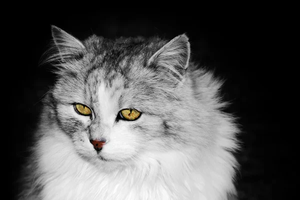 波斯猫的肖像 — 图库照片