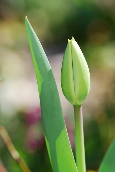 stock image Tulip bud