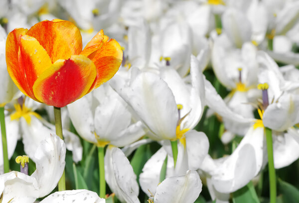 Orange tulip among many white flowers