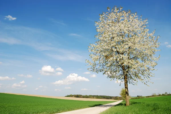 Kwitnące drzewo — Zdjęcie stockowe
