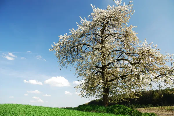Flowering tree — Stock Photo, Image