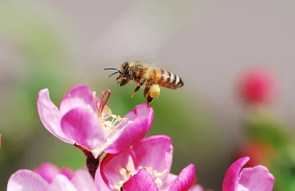 飞行的蜜蜂 — 图库照片