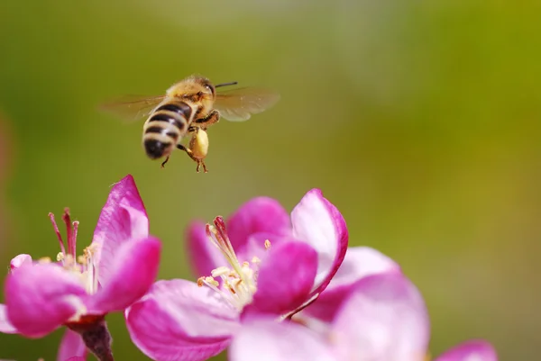 Που φέρουν μελισσών — Φωτογραφία Αρχείου
